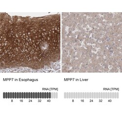 MPP7 Antibody, Novus Biologicals 0.1mL; Unlabeled:Antibodies, Polyclonal